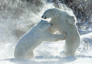 tumblr_lt10ctttUG1qargfho1_500