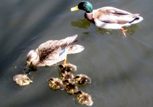 baby_ducks2