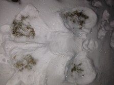 Loch only got to play in the snow the first night. He made, very apprapo, an angel.