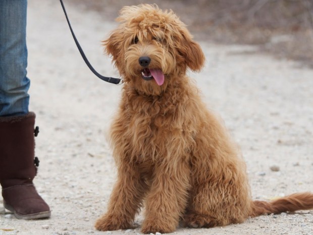 Mini-Goldendoodle-Photos-1300x975